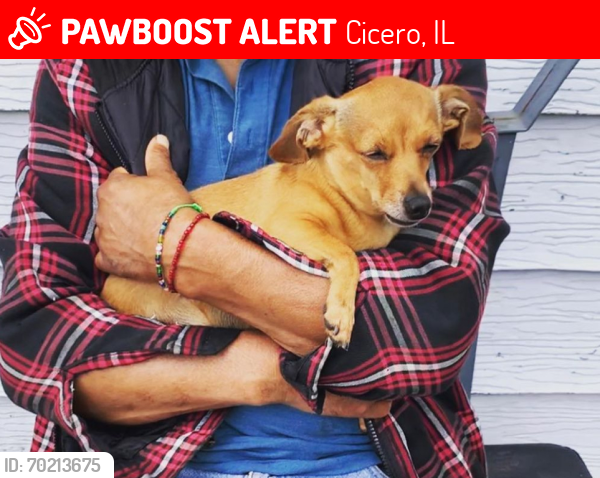 Lost Male Dog last seen  depot on 31st and cicero , Cicero, IL 60804