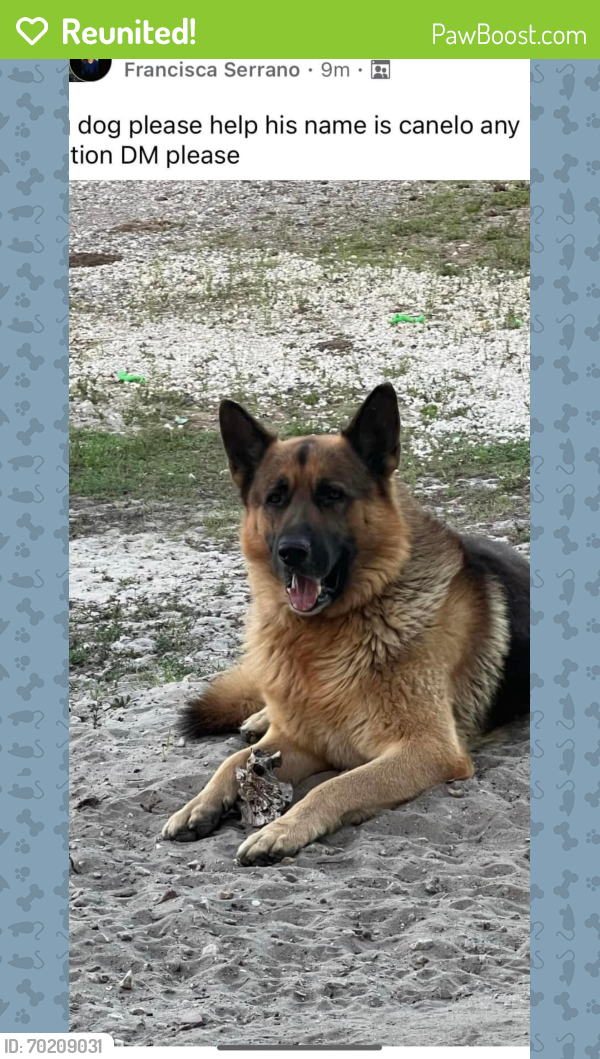 Reunited Male Dog last seen Everglades Blvd n, Naples, FL 34120
