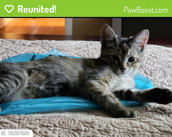 Reunited Female Cat last seen Warwick & Hickory Point, Newport News, VA 23608