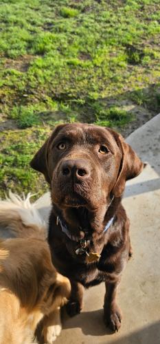 Lost Male Dog last seen Taft highway/ union, Bakersfield, CA 93307