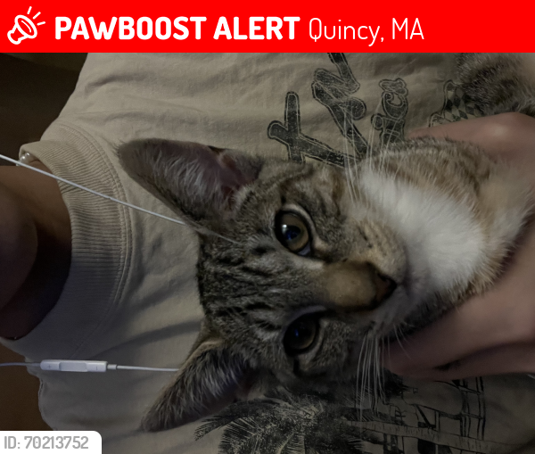 Lost Male Cat last seen Near Prospect St, Quincy, MA 02171