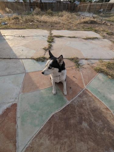 Lost Male Dog last seen Huntridge Area, Las Vegas, NV 89104