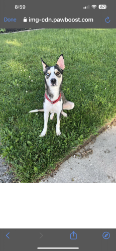 Lost Female Dog last seen 10th and Bancroft , Indianapolis, IN 46201