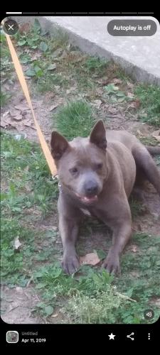 Lost Female Dog last seen Cookson Creek rd /hwy 64 East in Ocoee Tn, Ocoee, TN 37361