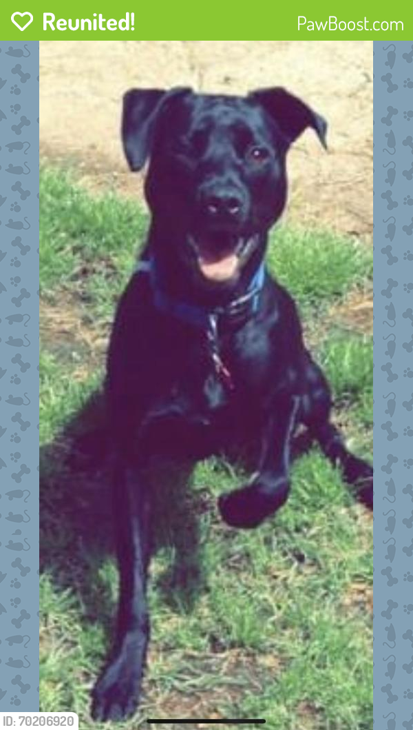 Reunited Male Dog last seen Ingram Avenue; Hoadley Drive; Publix, Irondale, Birmingham, AL 35213