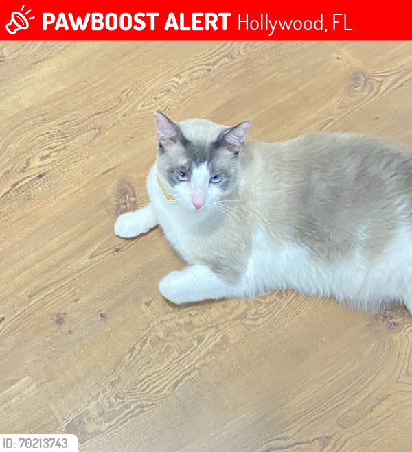 Lost Male Cat last seen Hollywood, Hollywood, FL 33020