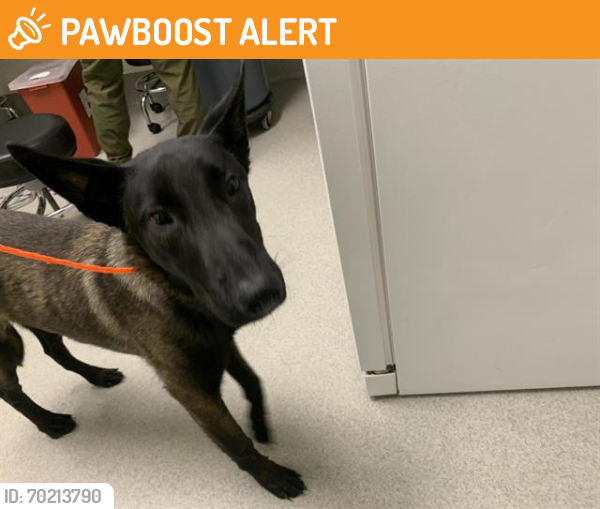 Shelter Stray Male Dog last seen AT EL VERANDO RD, Auburn, CA 95603