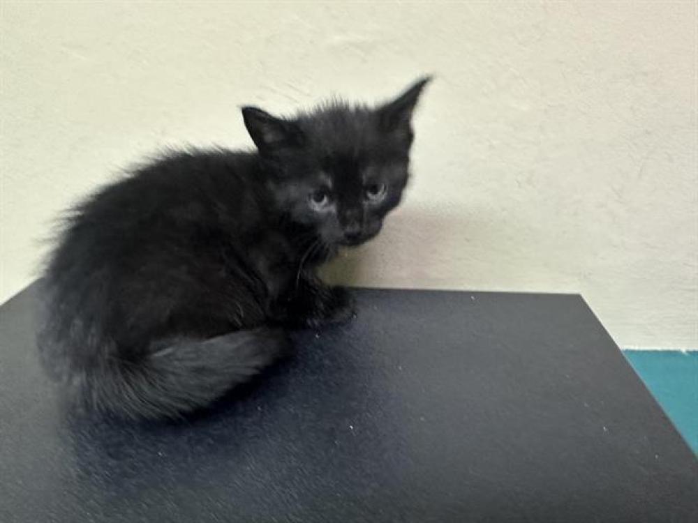 Shelter Stray Female Cat last seen Near BLOCK, Pasadena, CA 91105