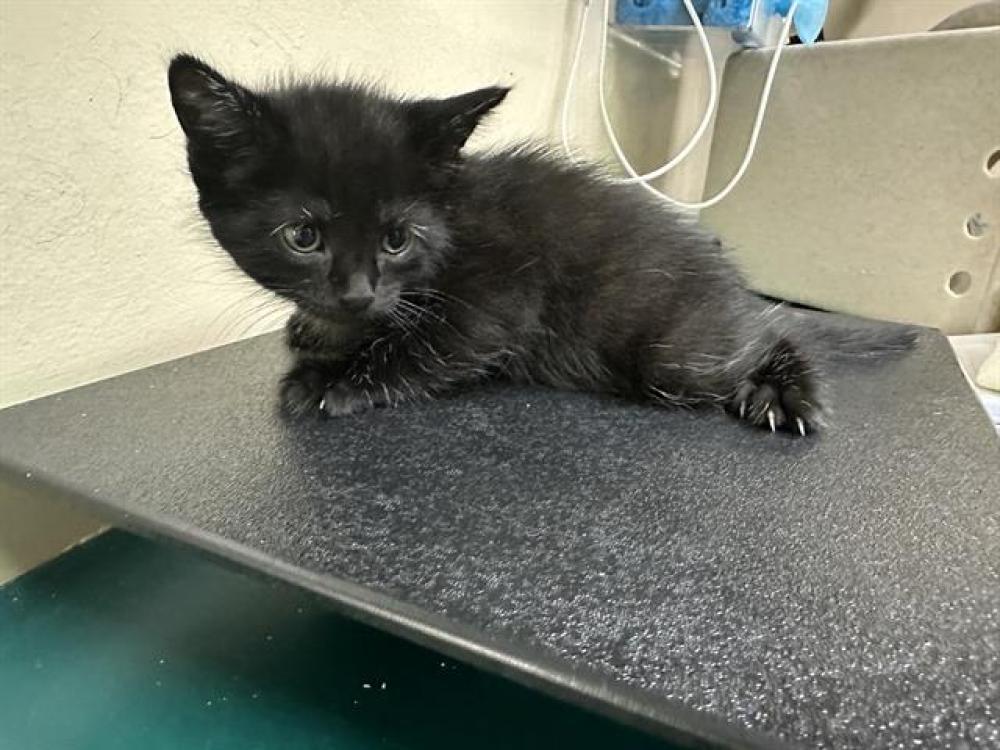 Shelter Stray Male Cat last seen Near BLOCK, Pasadena, CA 91105