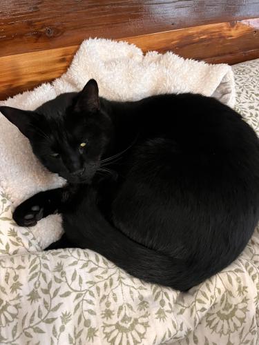 Lost Male Cat last seen Elsmere and Kenwood , Delmar, NY 12054