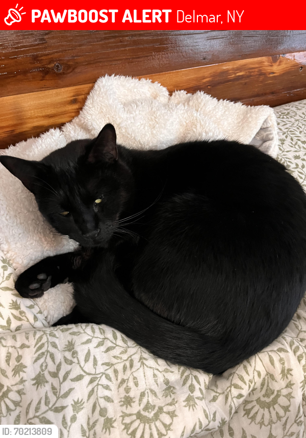 Lost Male Cat last seen Elsmere and Kenwood , Delmar, NY 12054