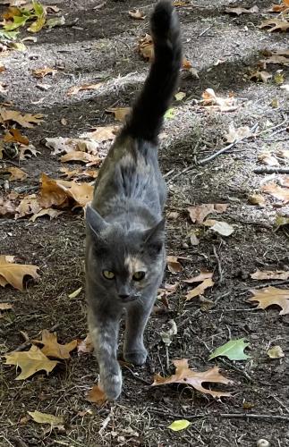 Lost Female Cat last seen Bigler Road, English Lake, IN 46366