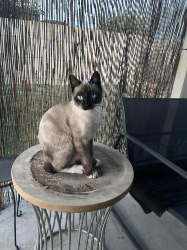Lost Male Cat last seen Crescent and Valley View, Buena Park, CA 90620