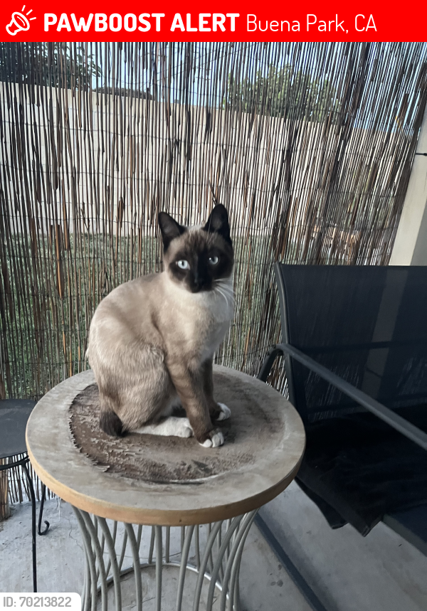 Lost Male Cat last seen Crescent and Valley View, Buena Park, CA 90620