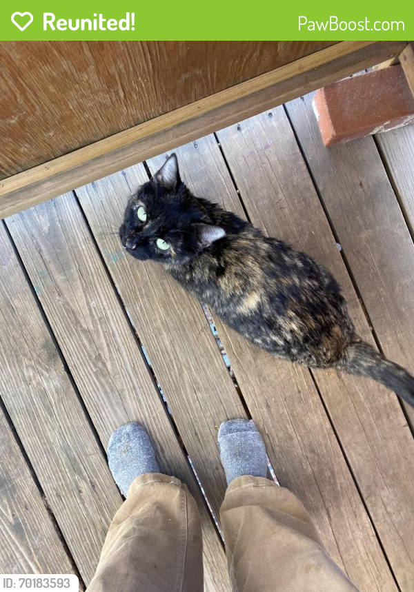 Reunited Female Cat last seen 11th and Silver Ave, Albuquerque, NM 87102