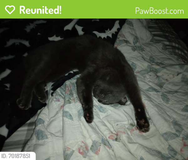 Reunited Male Cat last seen Polo and Reynolds rd, Winston-Salem, NC 27106