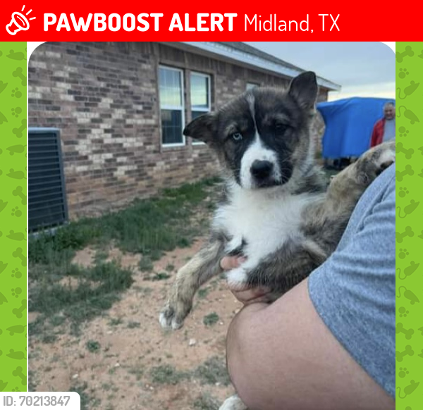 Lost Male Dog last seen Near south county road 1223 1/2 sp trlr 6 , Midland, TX 79706