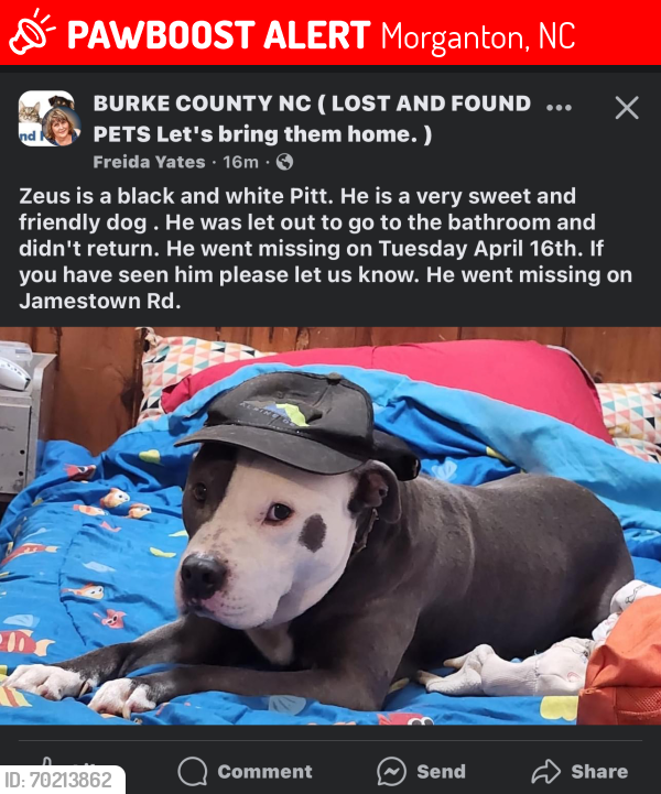 Lost Male Dog last seen I40 exit 98 & Jamestown Rd, Morganton, NC 28655