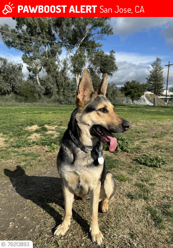 Lost Female Dog last seen Alum rock, San Jose, CA 95127