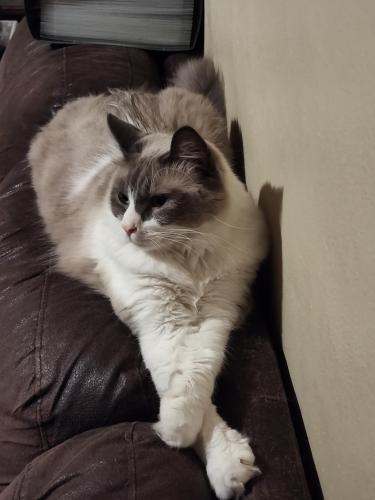 Lost Male Cat last seen Dairy Road , West Melbourne, FL 32904