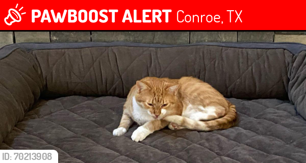 Lost Male Cat last seen Near & Old Conroe Road , Conroe, TX 77384
