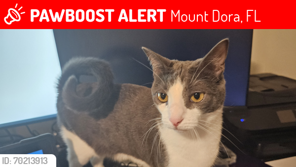 Lost Female Cat last seen Tanzanite dr and Magnatite lp, Mount Dora, FL 32757