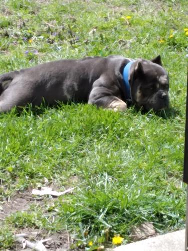 Lost Male Dog last seen harlan street and albany street , Indianapolis, IN 46203