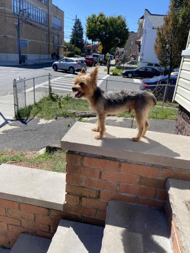 Lost Male Dog last seen East 98th And Glenwood Road, Brooklyn, NY 11236