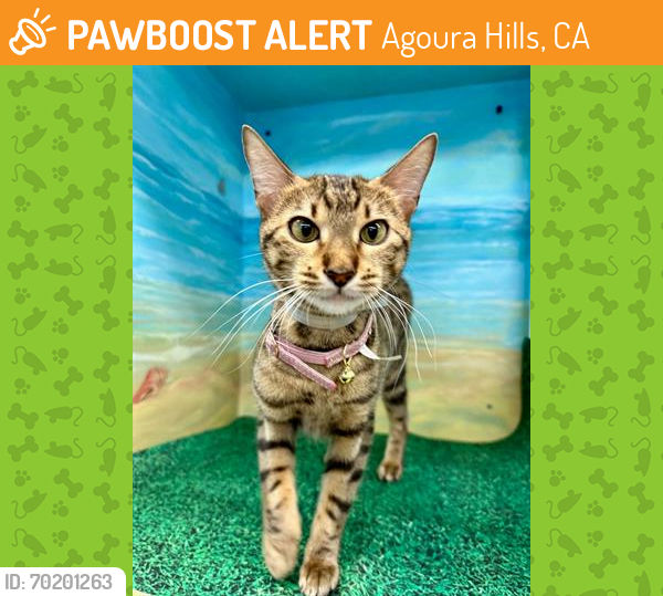 Shelter Stray Female Cat last seen , Agoura Hills, CA 91301