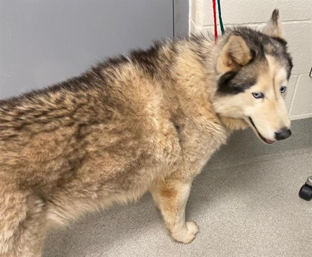 Shelter Stray Male Dog last seen COMBIE, Auburn, CA 95603