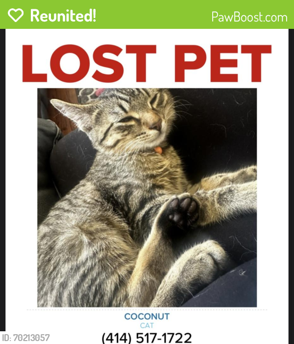 Reunited Male Cat last seen Hwy 164 tichigan WI , Waterford, WI 53185