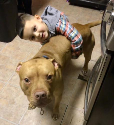 Lost Male Dog last seen West end park , Pittsburgh, PA 15205