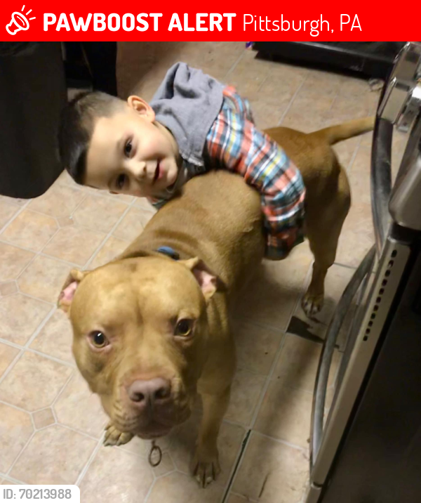 Lost Male Dog last seen West end park , Pittsburgh, PA 15205