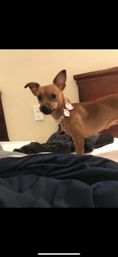 Lost Female Dog last seen prospect st, son ave, 2nd street, Mansfield, OH 44907