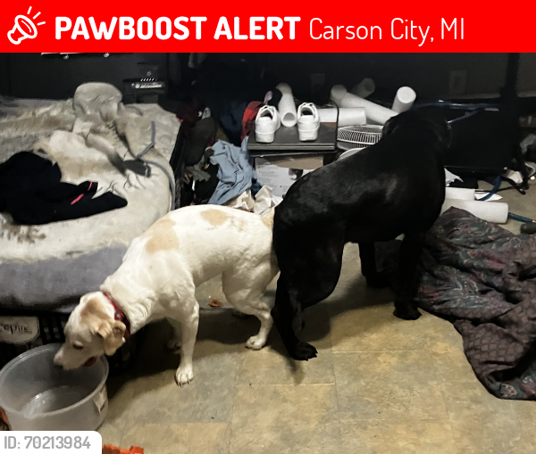Lost Unknown Dog last seen East condensery road and blackmer road, Carson City, MI 48811