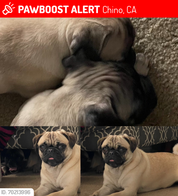 Lost Female Dog last seen Orion and meadow creek , Chino, CA 91708