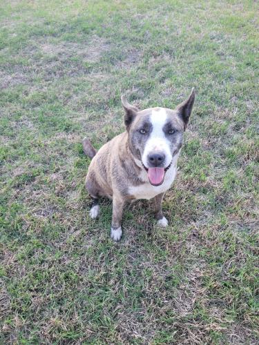 Found/Stray Female Dog last seen Admiral & 1-69, Tulsa, OK 74116
