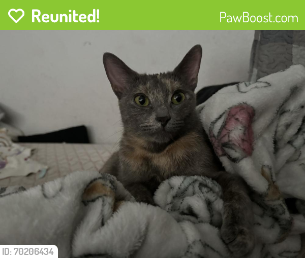 Reunited Female Cat last seen Near 8th ave Oakland ca 94606, Oakland, CA 94606