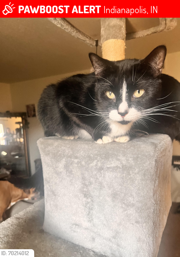 Lost Male Cat last seen stop 11/ stop 10, Indianapolis, IN 46227