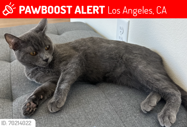 Lost Male Cat last seen de longpre ave, los angeles CA 90028, Los Angeles, CA 90028