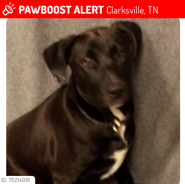 Lost Female Dog last seen Near Allison Dr Clarksville TN I live in Alabama now if you see her please text me at, Clarksville, TN 37042