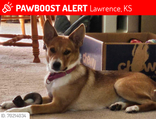 Lost Female Dog last seen Highway 40/Loring road , Lawrence, KS 66044