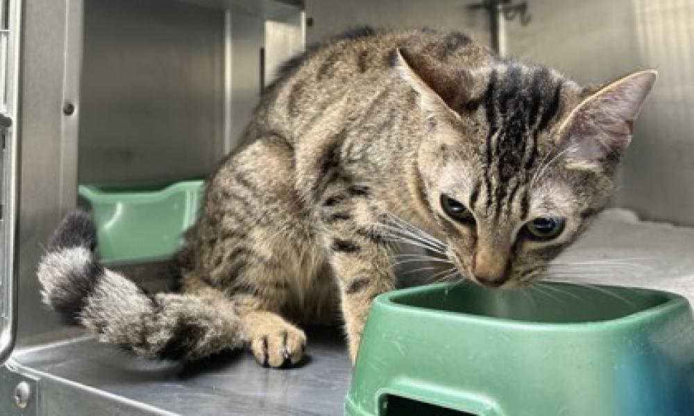 Shelter Stray Female Cat last seen Oakland, CA 94601, Oakland, CA 94601