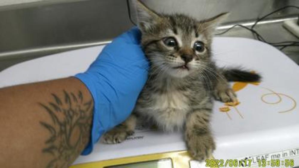Shelter Stray Female Cat last seen Oakland, CA 94603, Oakland, CA 94601