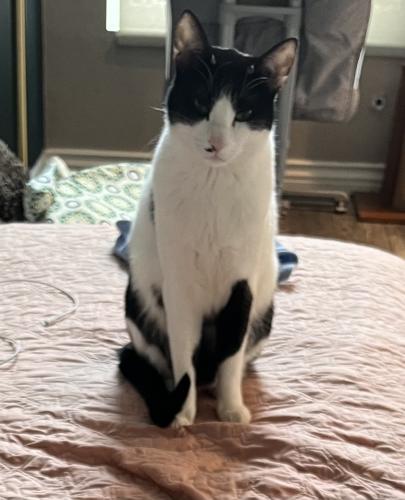 Lost Male Cat last seen Conway and country club , Escondido, CA 92026