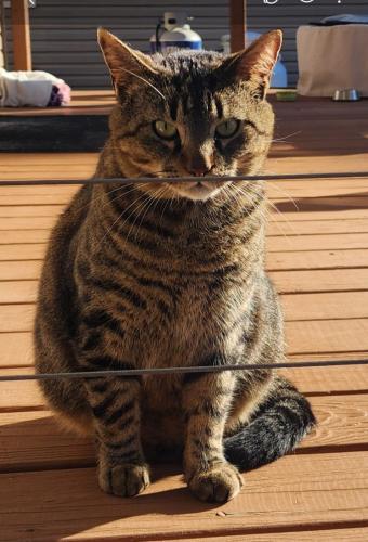 Lost Male Cat last seen Davenport Rd., Clay County, NC 28904