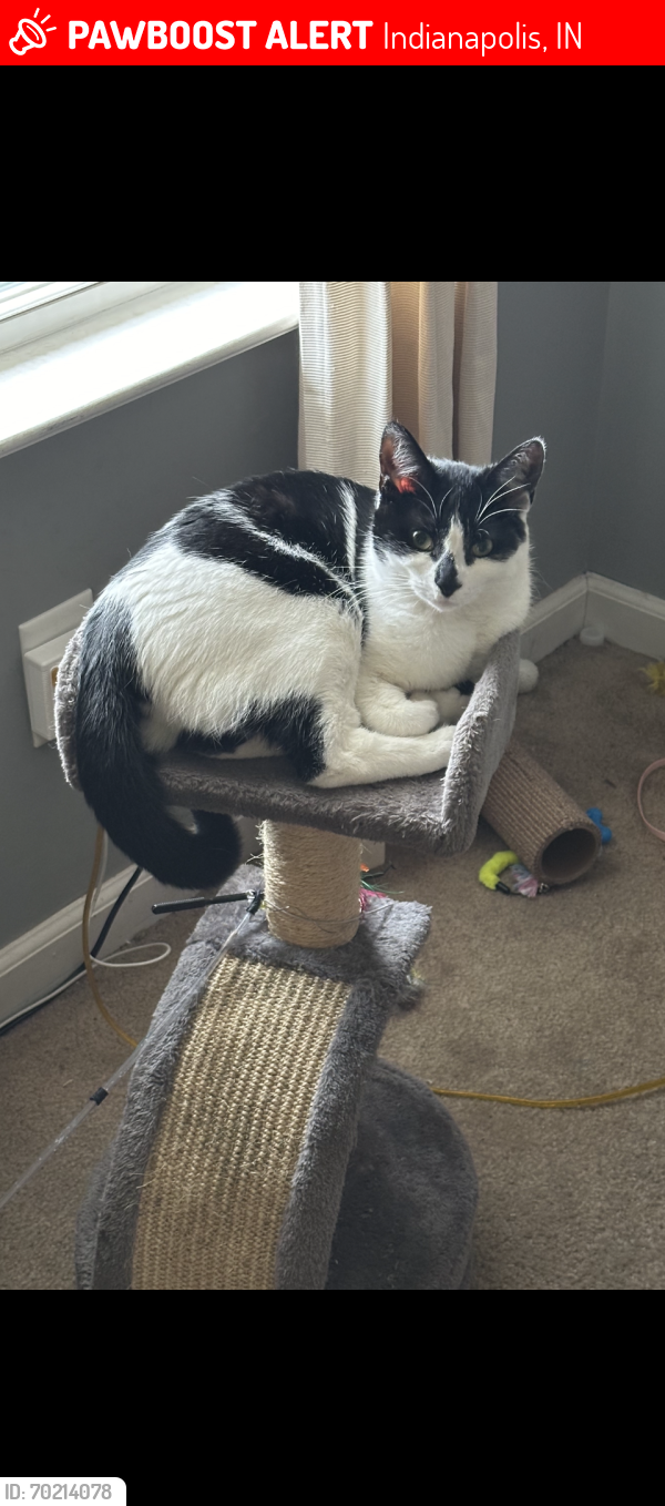 Lost Female Cat last seen Wicker Rd, Indianapolis, IN 46217