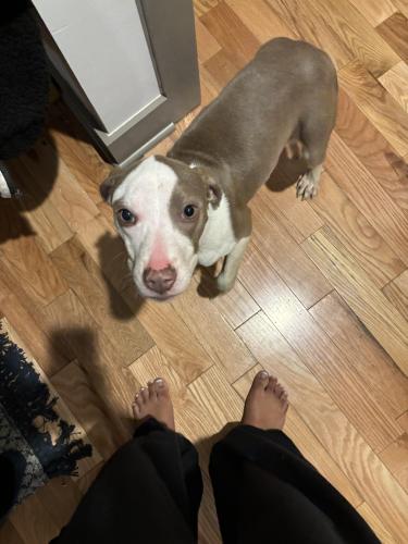 Found/Stray Female Dog last seen Garfield and Mt Vernon Ave 43203, Columbus, OH 43203