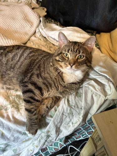 Lost Male Cat last seen Lawn Ave between W 65th & W 73rd, Cleveland, OH 44102