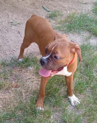 Lost Male Dog last seen Pine Knot Rd and Pine Bark Ln , Magnolia, TX 77353